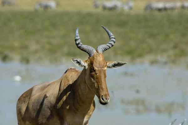 Alcéfalo de Coke o Kongoni - cráter del Ngorongoro - Tanzania 1.jpg